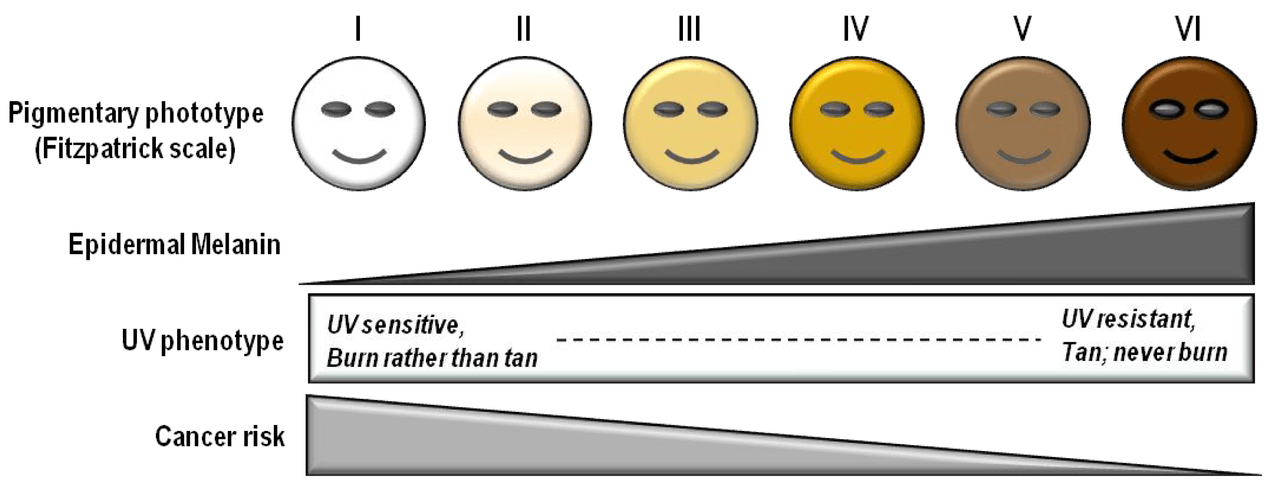 A scale to show different skin types and their attributes.